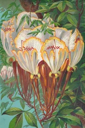 Camoensia Maxima